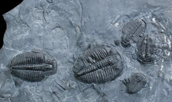 Elrathia Multiple Trilobite Plate #3471